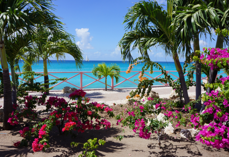 Flowers of the Caribbean